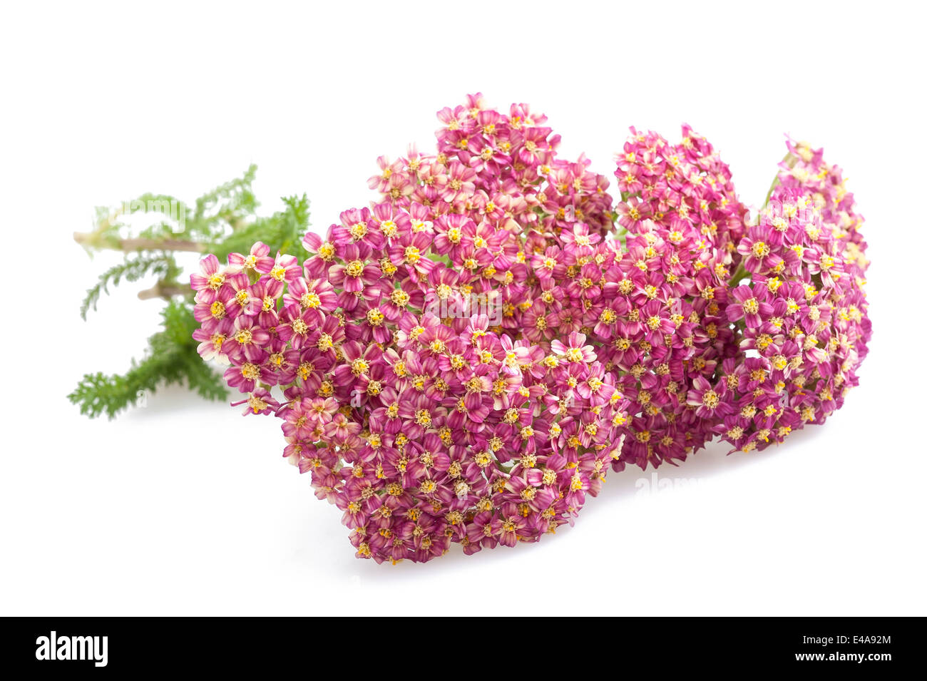 Schafgarbe-Blume isoliert auf weißem Hintergrund. Stockfoto