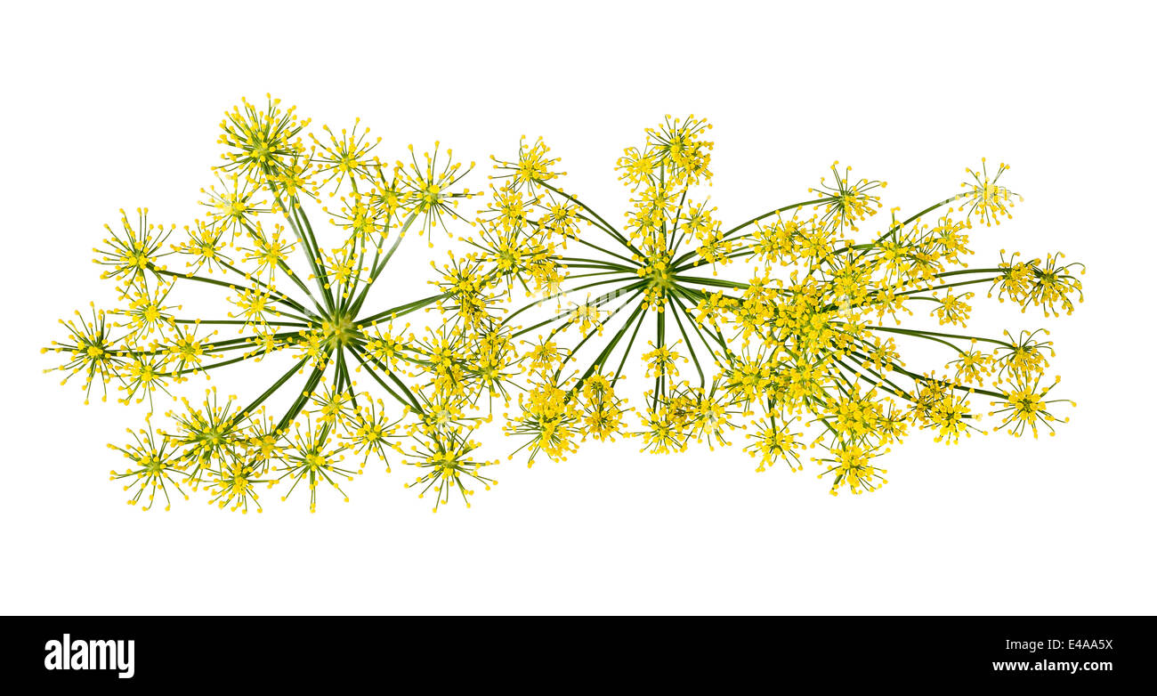 Wildem Fenchel Blumen isoliert auf weißem Hintergrund Stockfoto