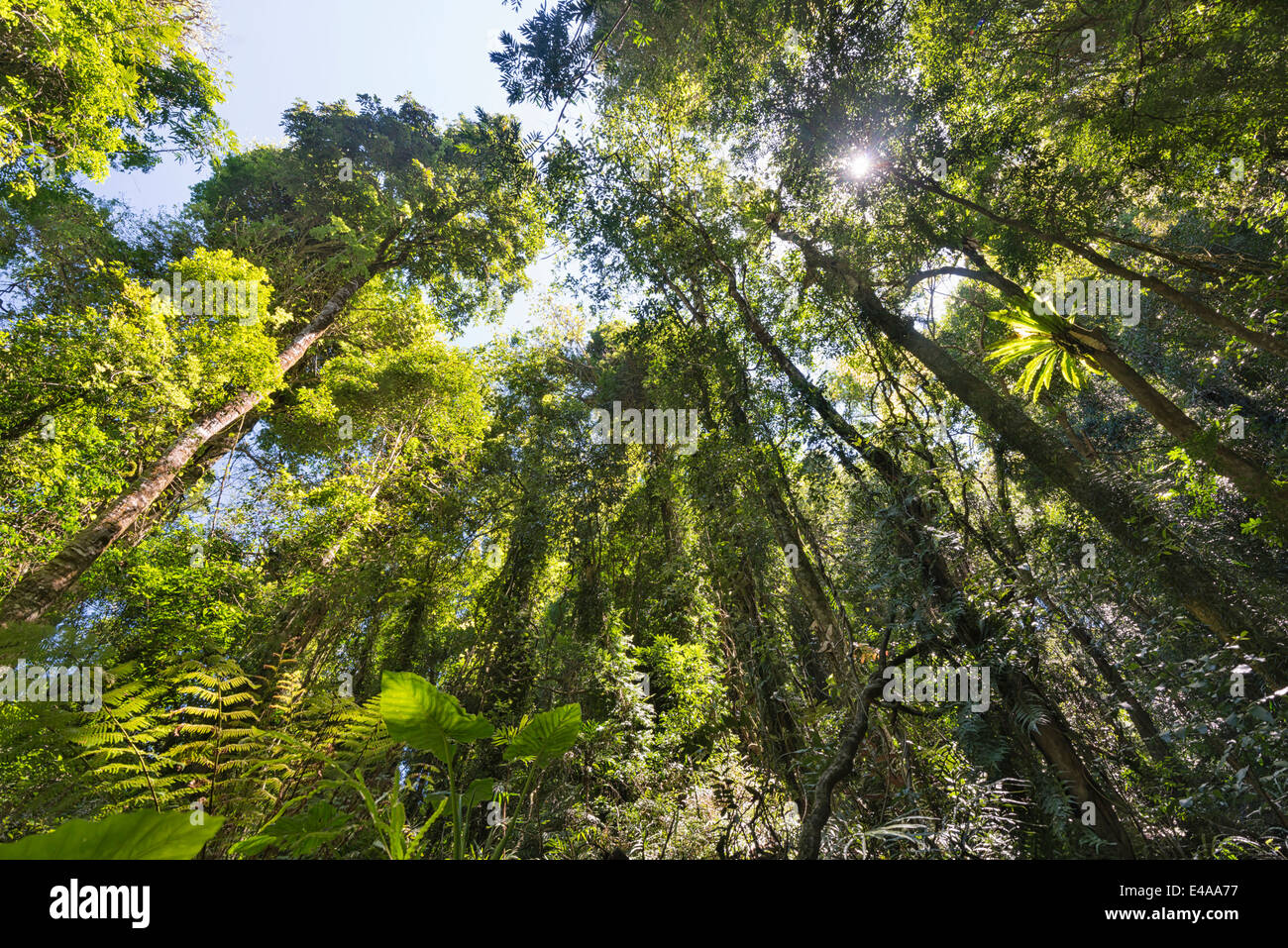 Australien, New South Wales Dorrigo, Epiphyten auf einem Baum und Farn-Pflanzen im Dorrigo National Park Stockfoto