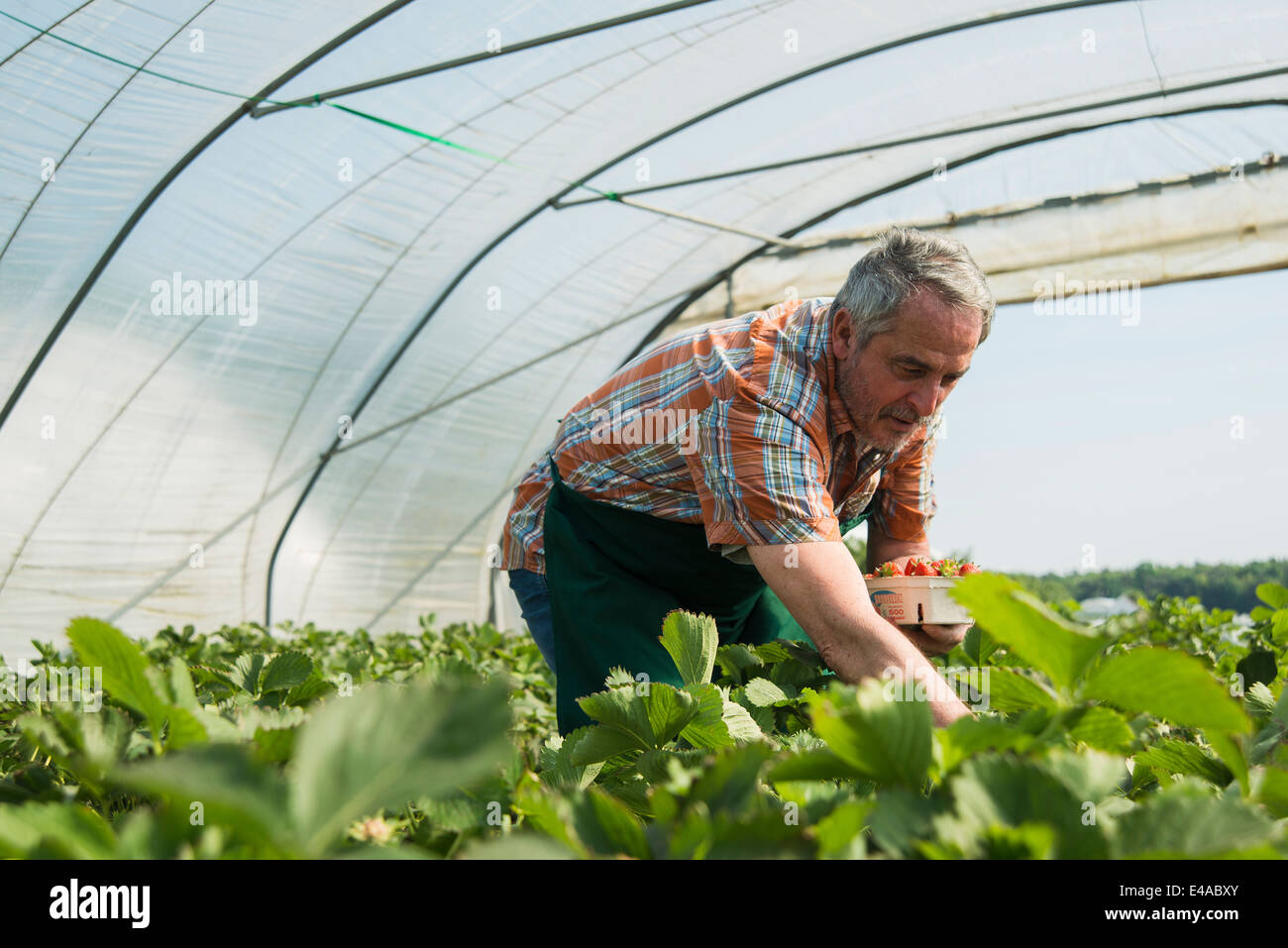 Deutschland, Hessen, Lampertheim, senior Bauer Ernte Erdbeeren im Gewächshaus Stockfoto