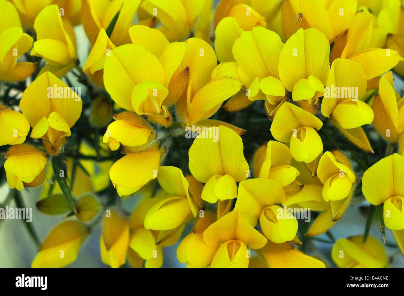 gemeinsamen Ginster Blumen Stockfoto