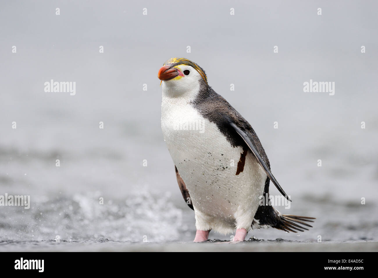 Royal Penguin (Eudyptes Schlegeli) stehen am Strand von Macquarie Island, sub-antarktische Gewässern Australiens. Stockfoto