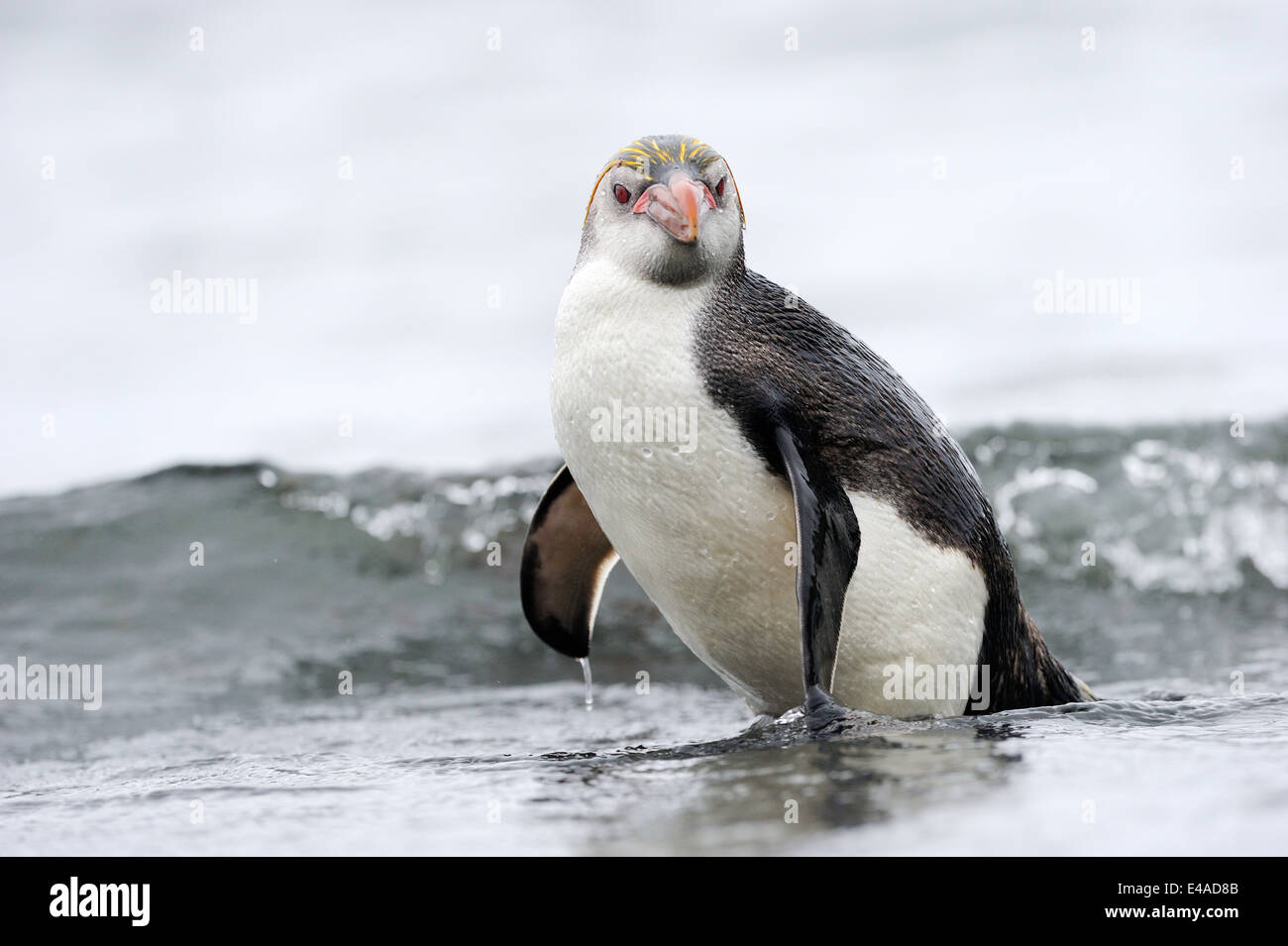 Haubenpinguin (Eudyptes Schlegeli) im Wasser auf Macquarie Island, sub-antarktische Gewässern Australiens. Stockfoto