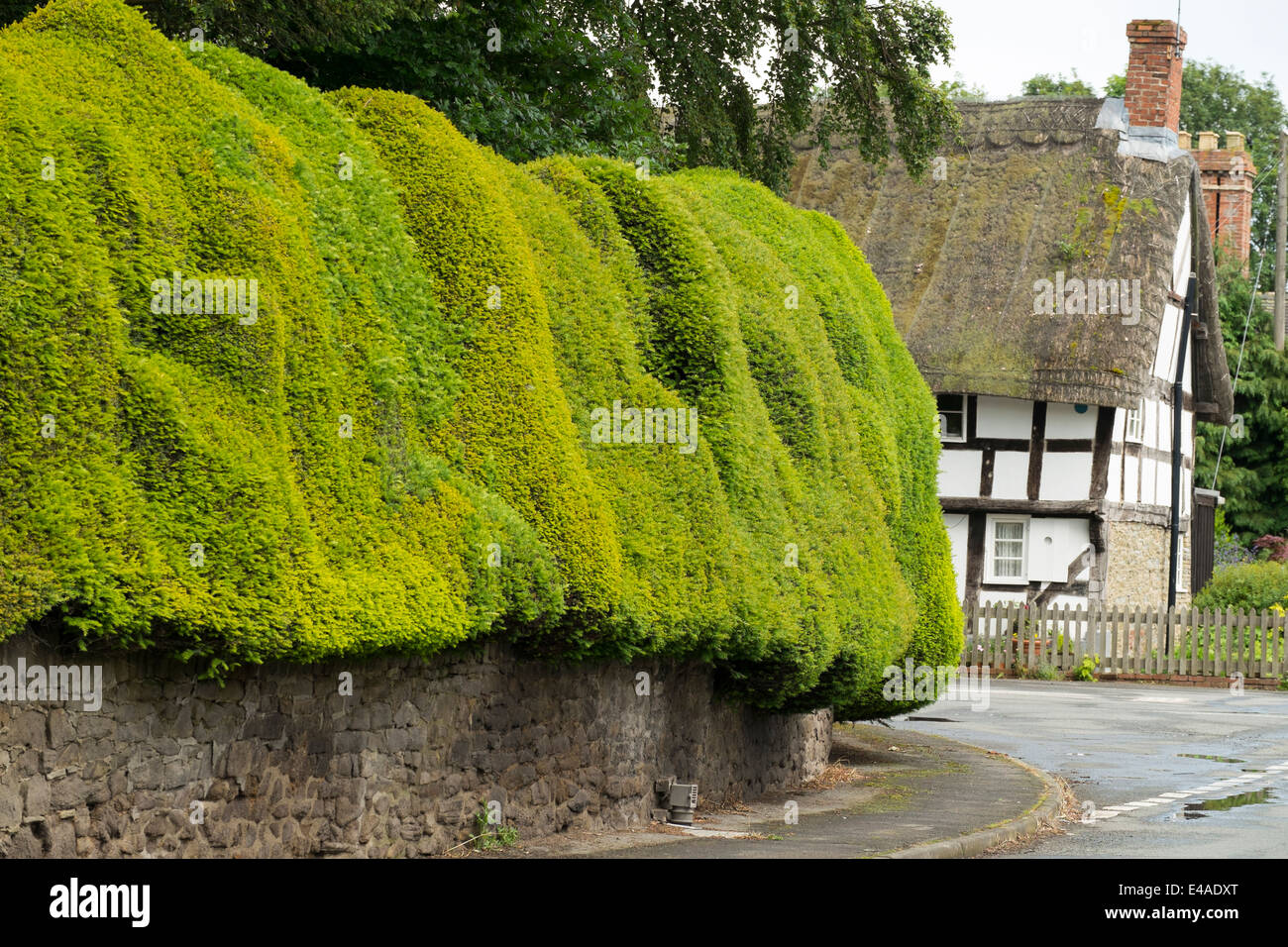 Geformten Taxushecke im Dorf Brampton Bryan, Herefordshire, England. Stockfoto