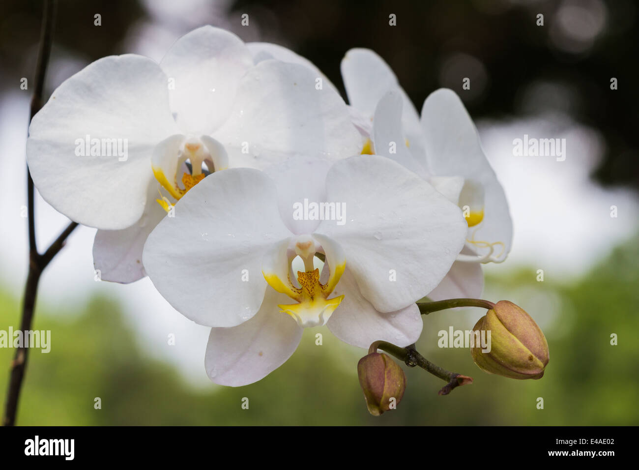 Nahaufnahme von eine weiße Orchidee mit Wassertropfen im Hause Garten Stockfoto