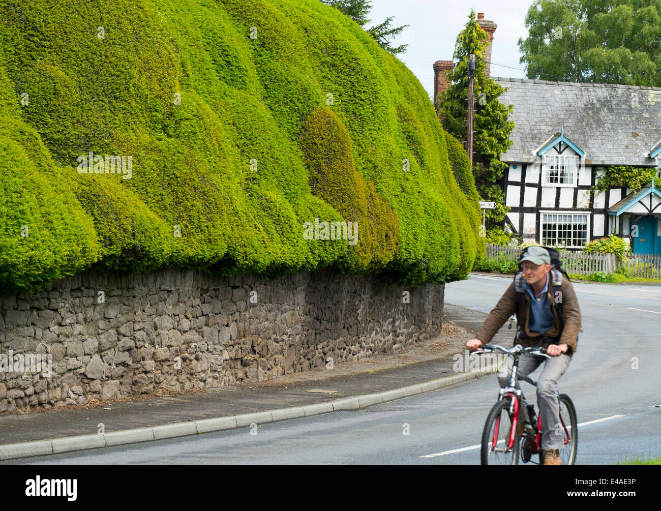 Geformten Taxushecke im Dorf Brampton Bryan, Herefordshire, England. Stockfoto