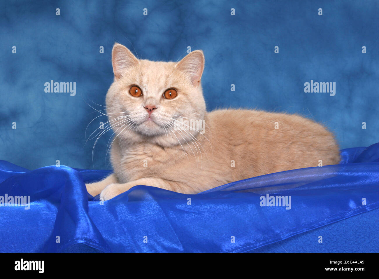 Britisch Kurzhaar Kater Stockfoto Bild 71530713 Alamy