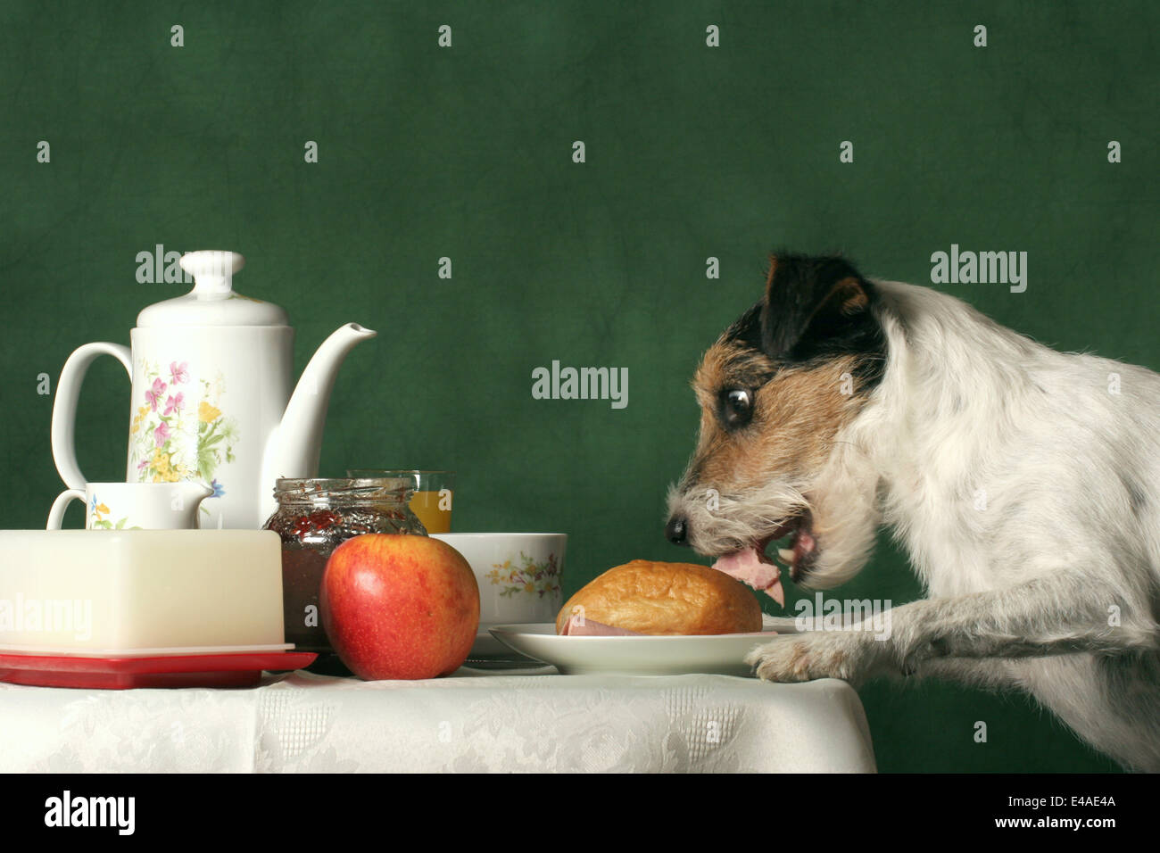 Parson Russell Terrier ist Nahrung stehlen. Stockfoto