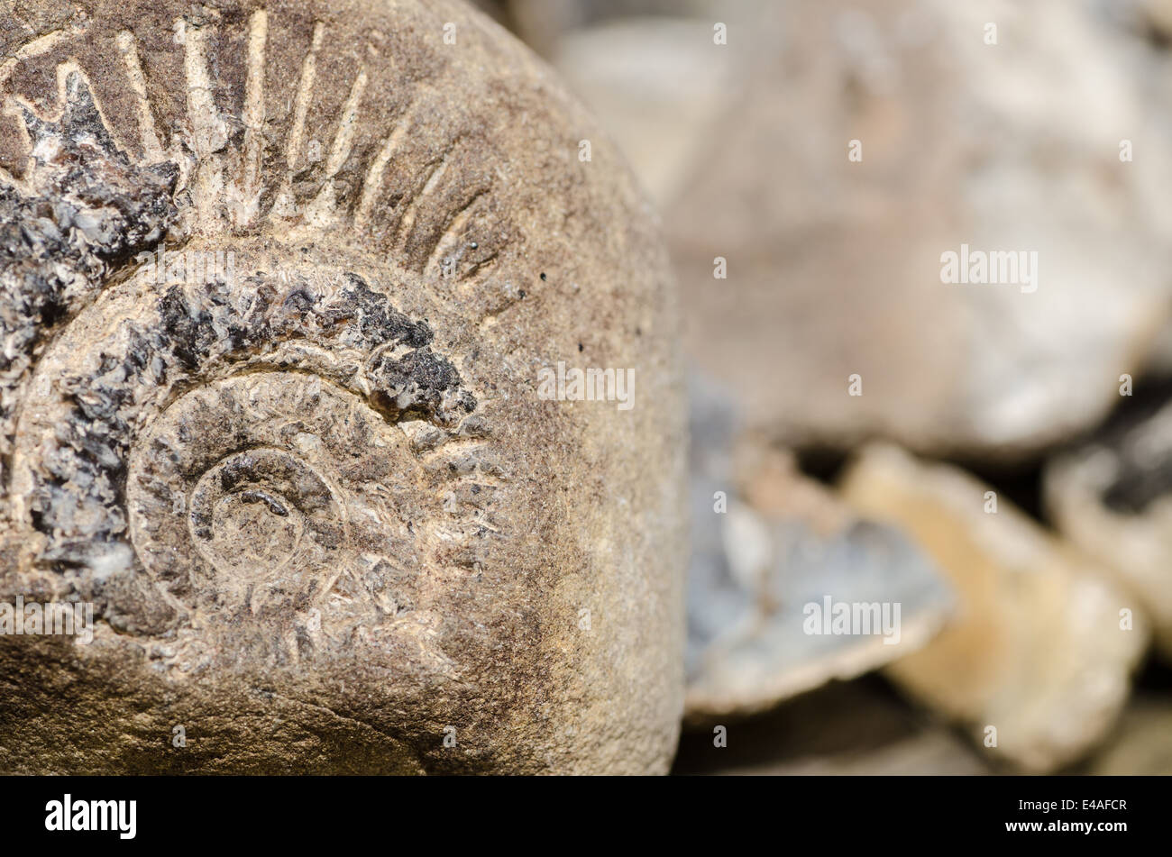 Nahaufnahme, Ammonit Fossil, Stockfoto