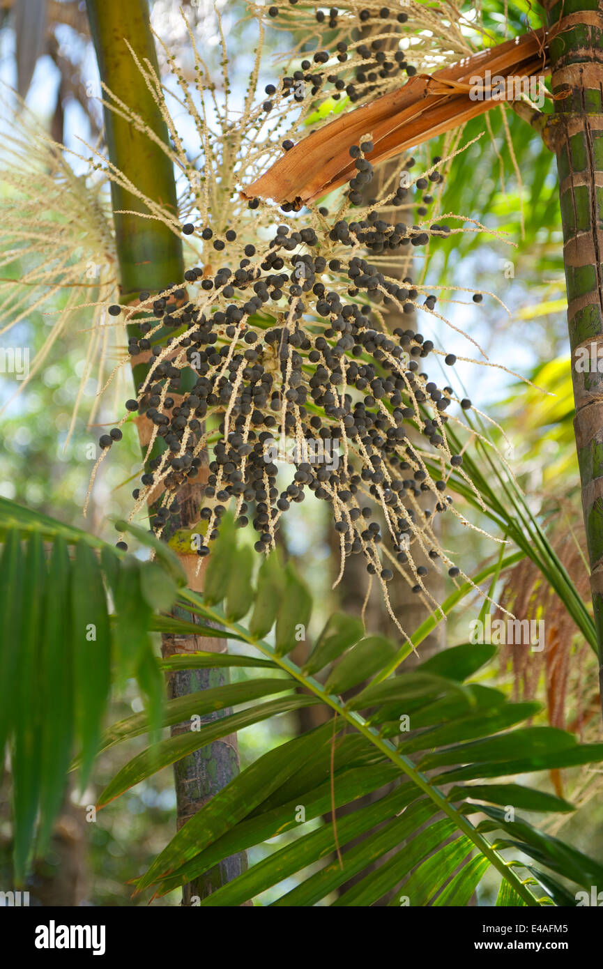 Frische Acai Açai Beeren Palm Frucht Baum Nahaufnahme Stockfotografie -  Alamy