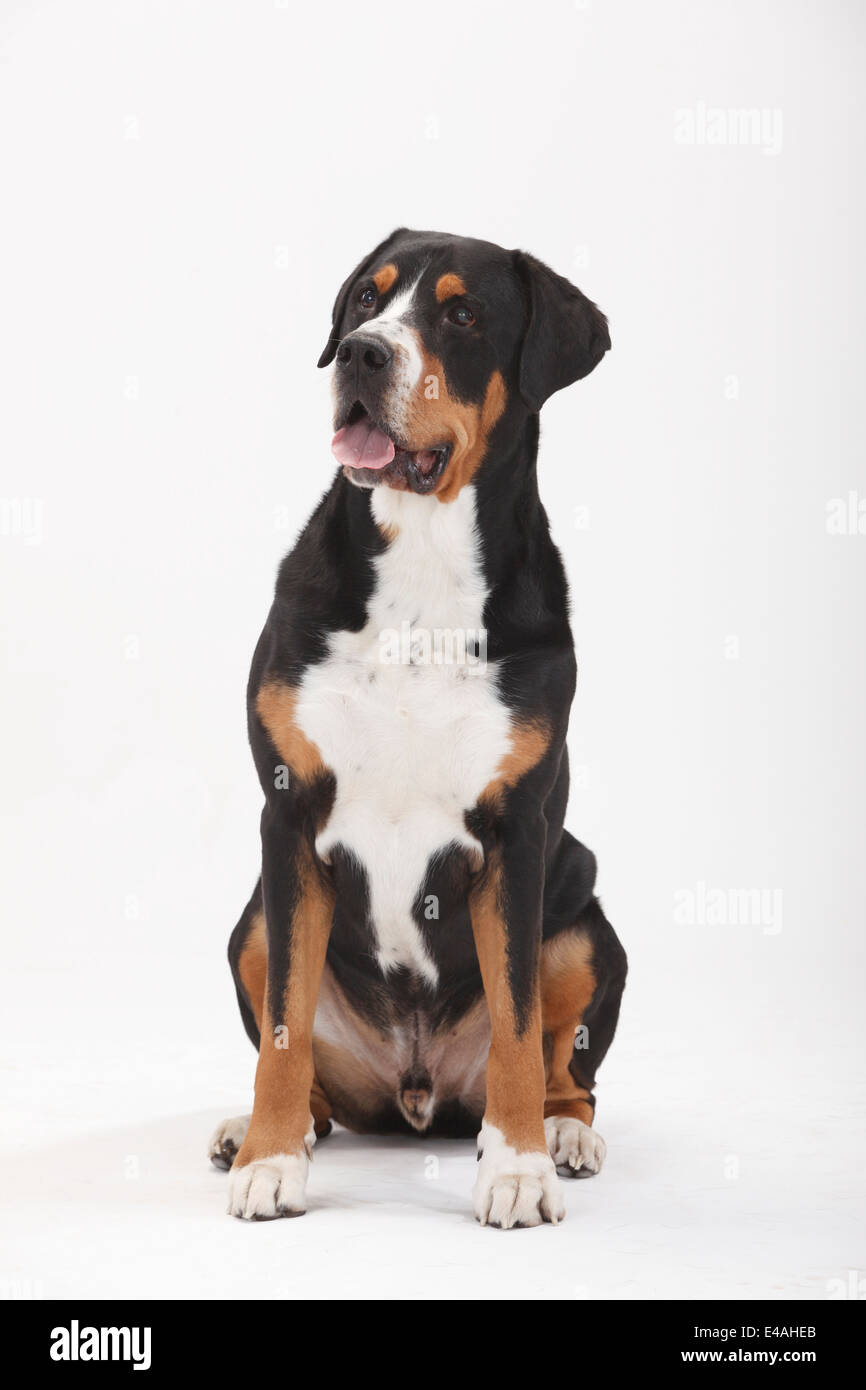 Mehr Schweizer Sennenhund, Männlich, 7 Jahre alt | Grosser Schweizer Sennenhund, Ruede, 7 Jahre alt Stockfoto