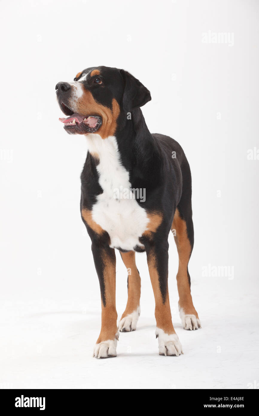 Mehr Schweizer Sennenhund, Männlich, 7 Jahre alt | Grosser Schweizer Sennenhund, Ruede, 7 Jahre alt Stockfoto