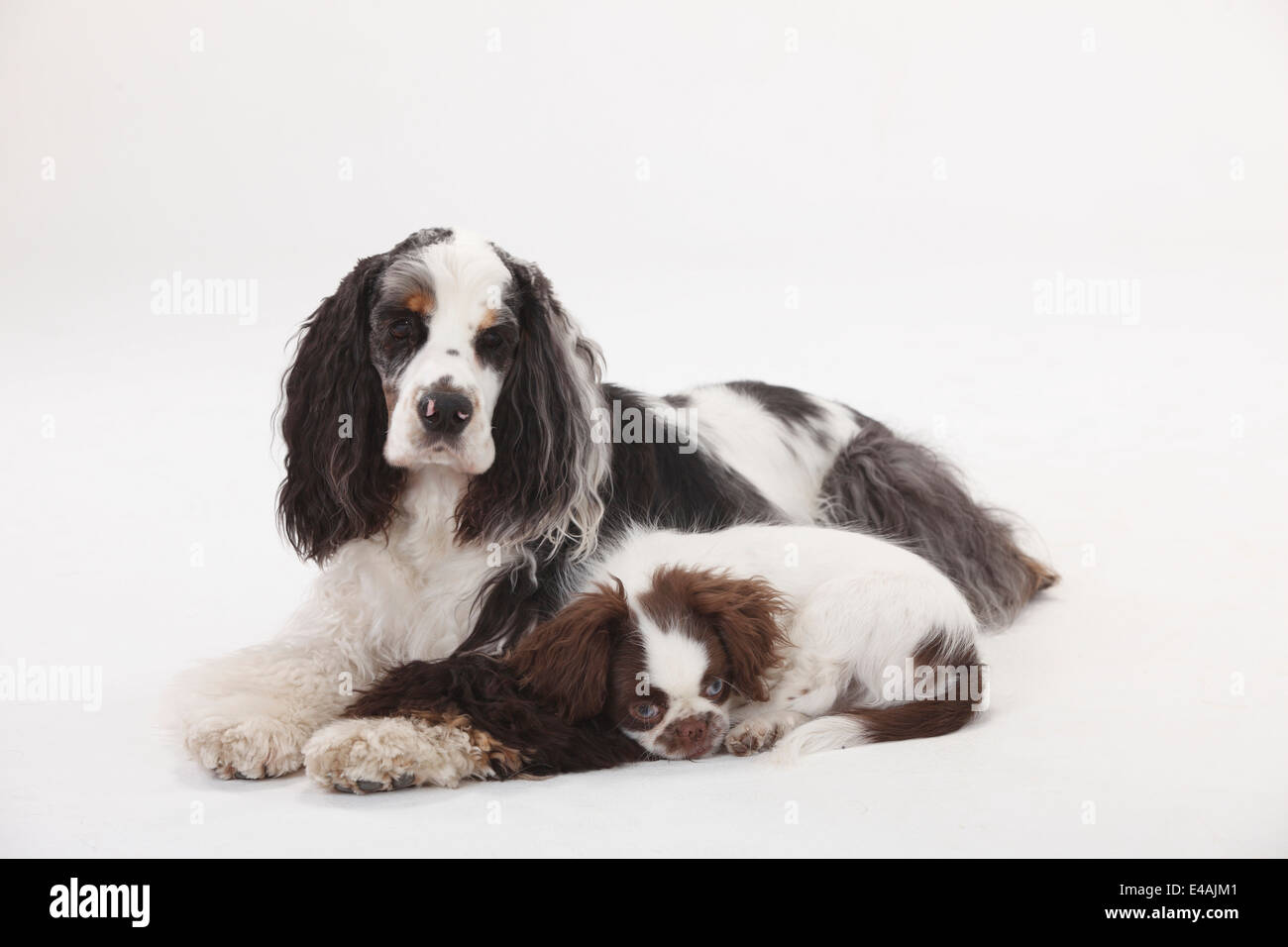 American Cocker Spaniel und gemischte Rasse Hund, Welpe, 3 Monate | American Cocker Spaniel Und Mischlingshund, Welpe, 3 Monate Stockfoto