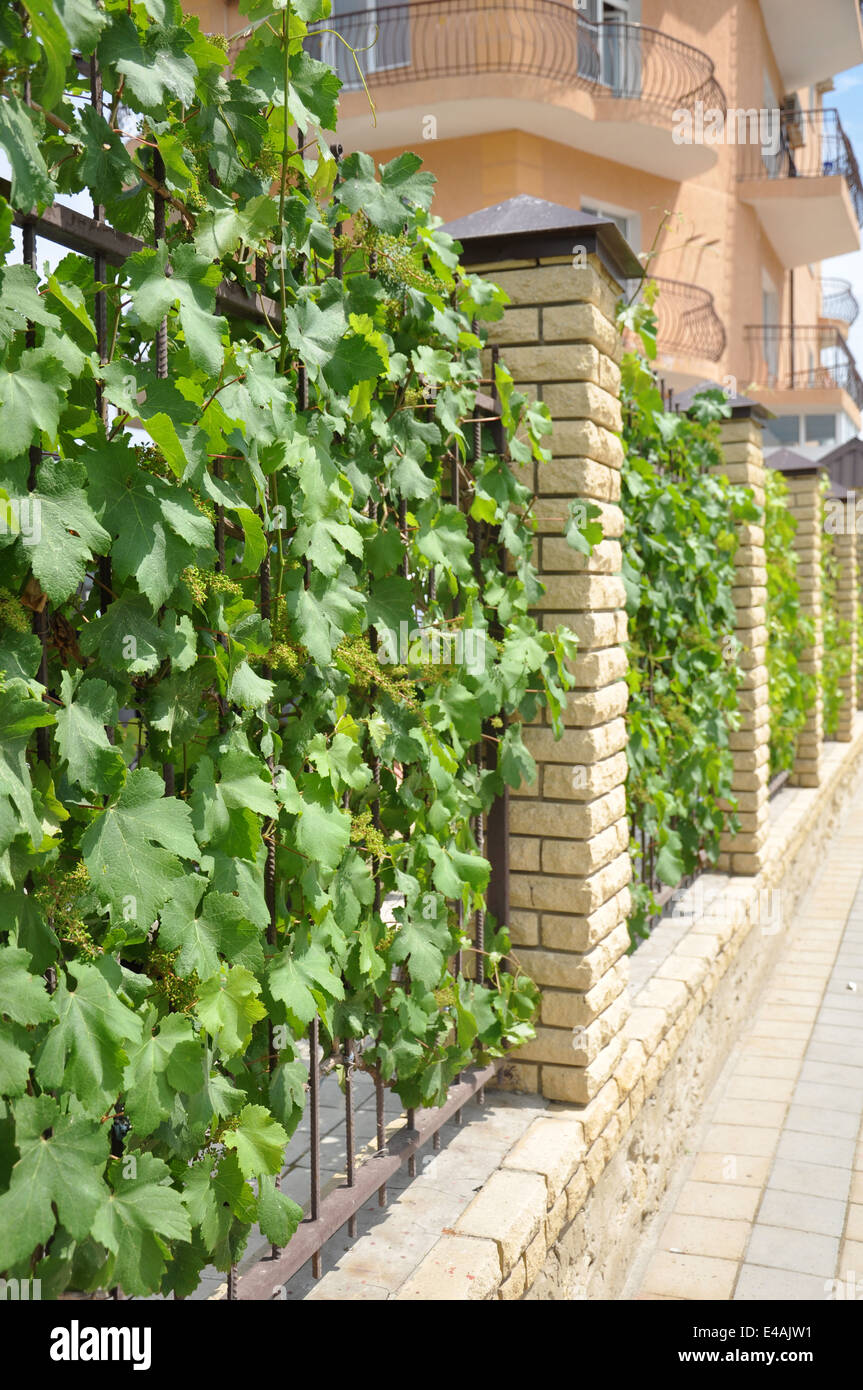 Gelnder Zaun Trauben Wildpflanze lockiges Efeu dekorative Hause  Ziegelarchitektur niemand Sommer Tag sonnigen grnen Design Landschaft leav  Stockfotografie - Alamy