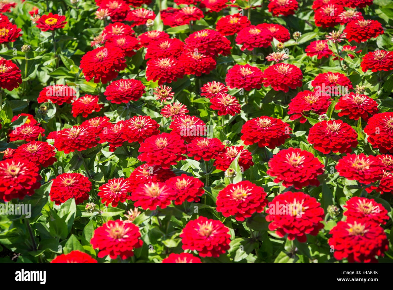 Blumenbeet rote Dahlien Stockfoto