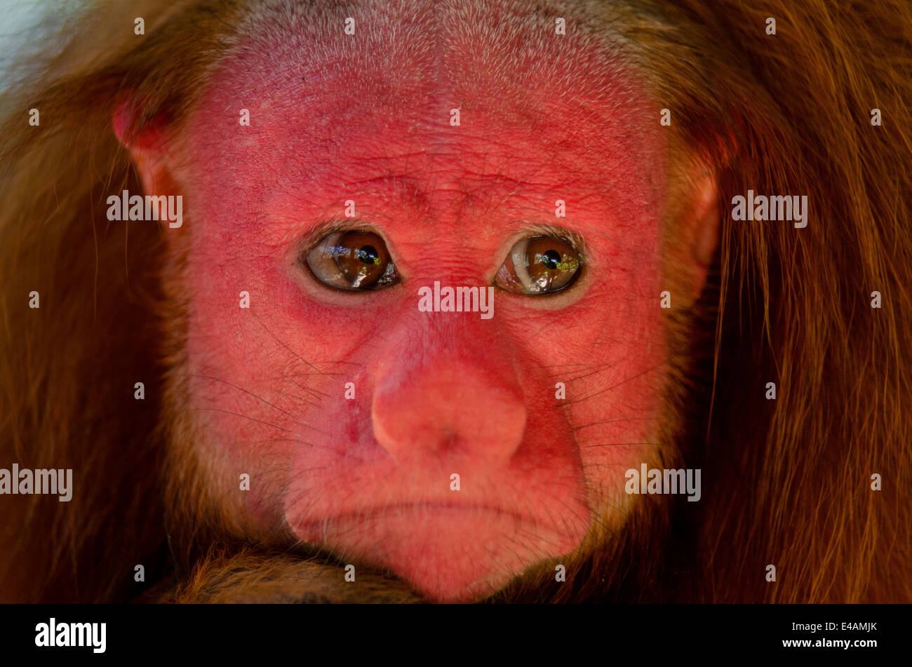 Roter Uakari Affen Cacajao Calvus ucayalii Stockfoto