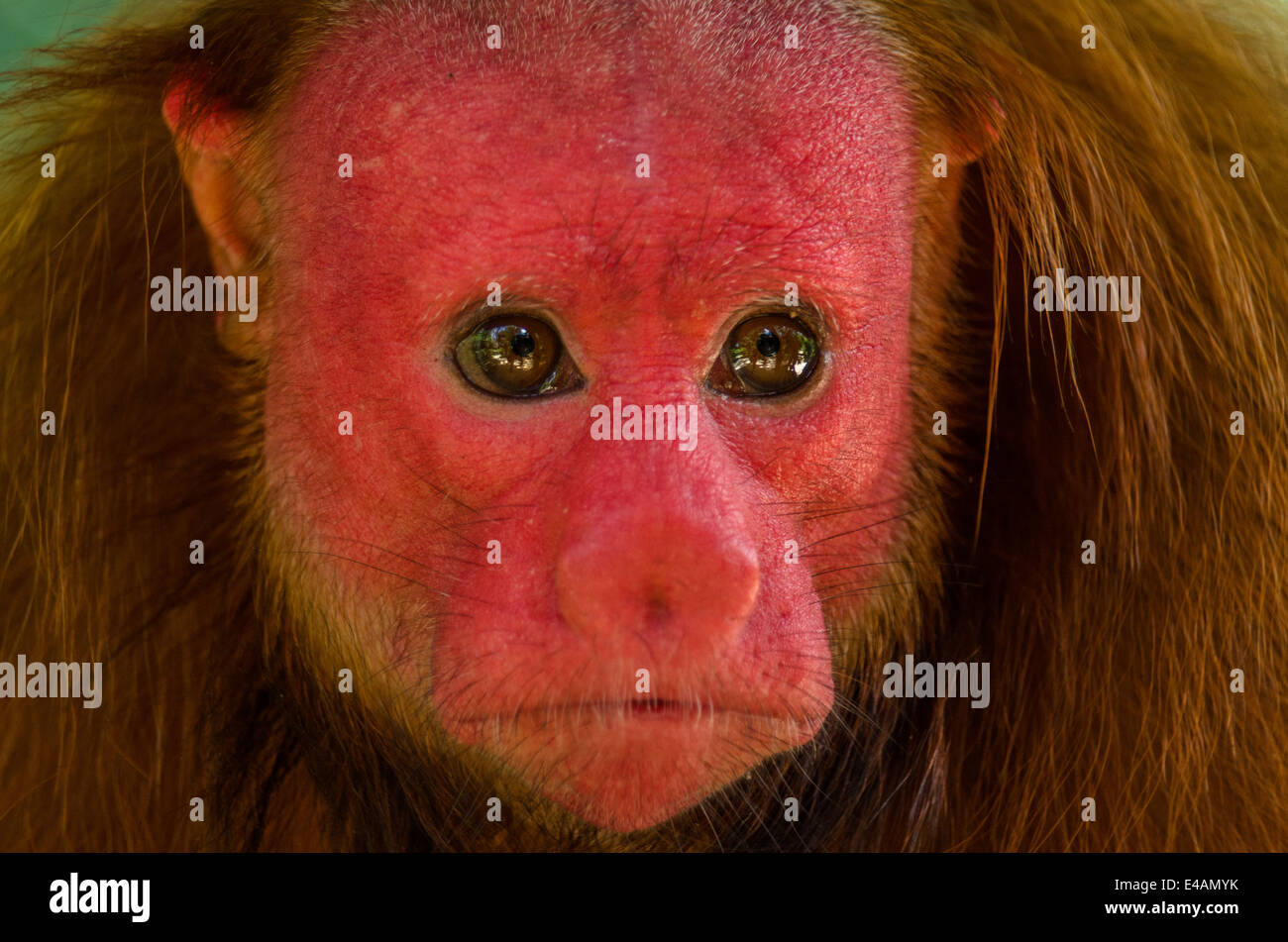 Roter Uakari Affen Cacajao Calvus ucayalii Stockfoto