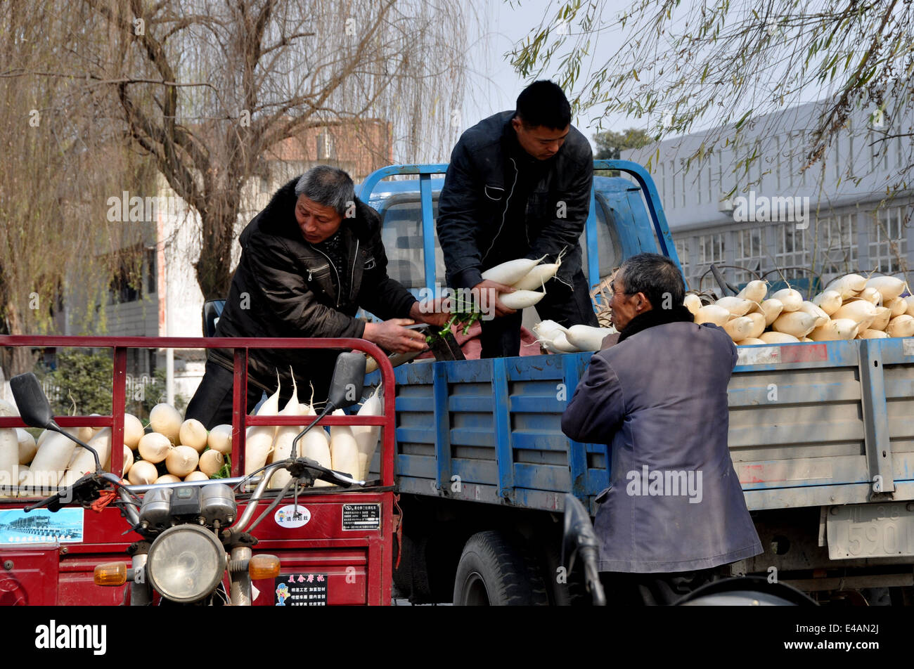 Pengzhou, China: Bauern, die Übertragung von frisch gegraben weiße Radieschen aus einem kleinen Motorrad-Wagen zu einem größeren LKW Stockfoto
