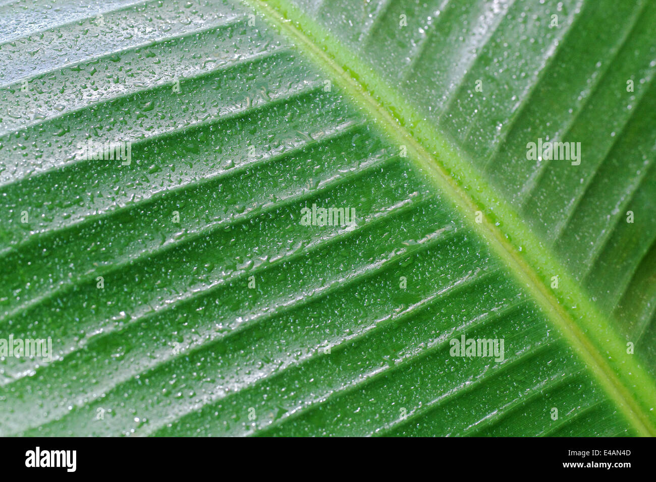 Nahaufnahme von einem Bananenblatt nass vom Regen Stockfoto