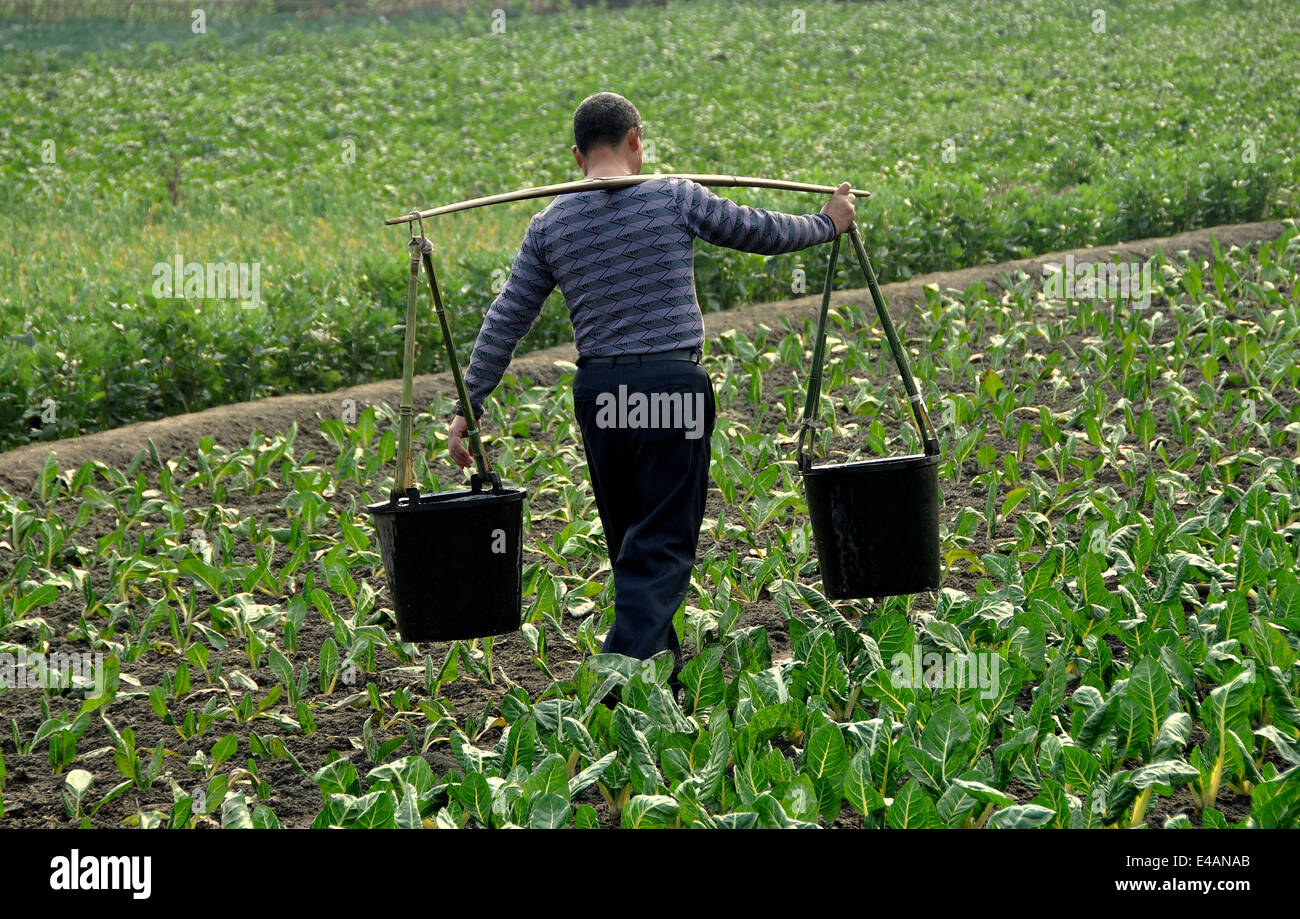 Pengzhou, China: Landwirt tragen Eimer voller Wasser über ein Feld von neu gepflanzt Pflanzen auf einem Bauernhof Sichuan Provinz Stockfoto