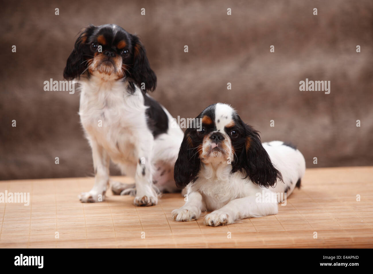 King Charles Spaniel, Rüden, Tricolor, 6 Monate | King Charles Spaniel, Rüden, Tricolor, 6 Monate / Jungruede Stockfoto