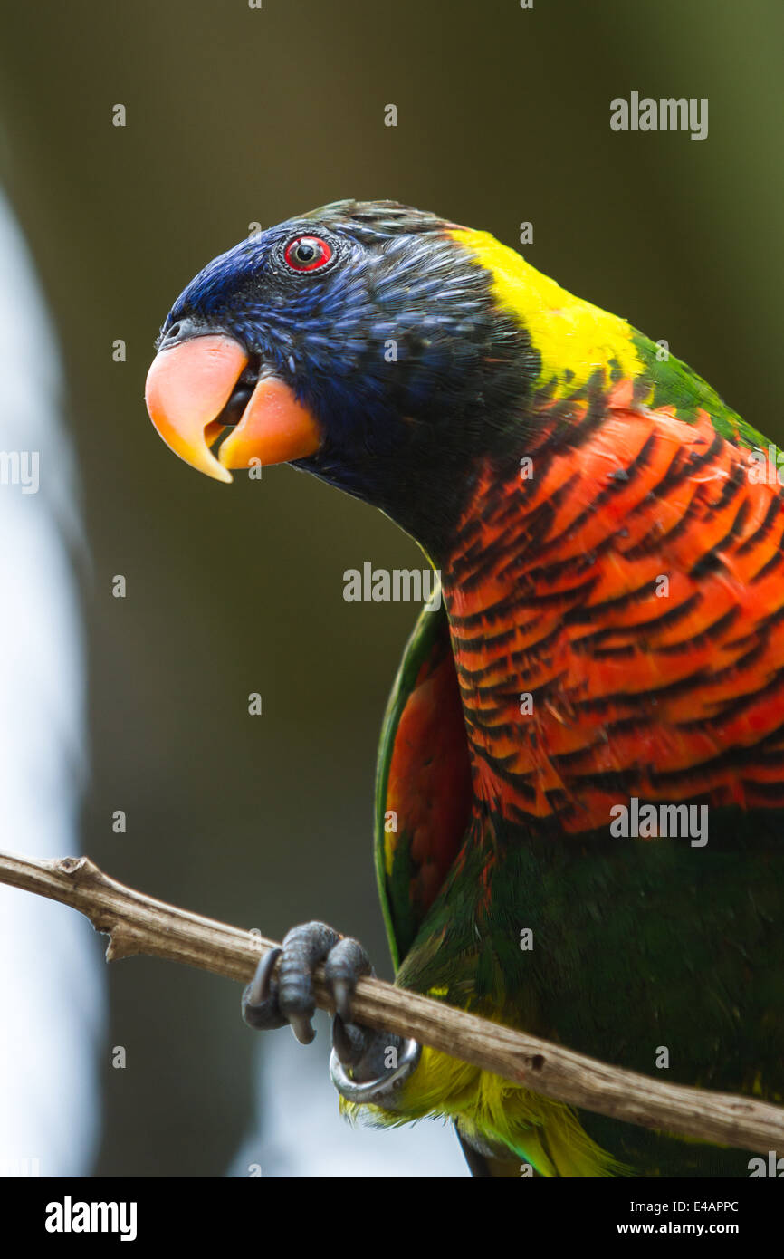 Porträt einer schönen bunten Lorikeet auf einem Ast Stockfoto