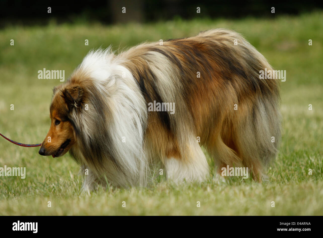 Collie Stockfoto