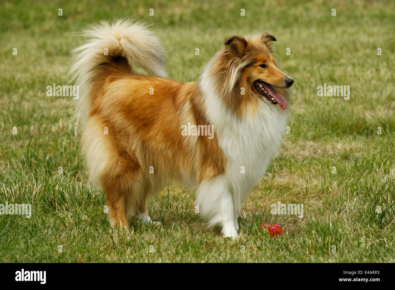 Collie mit rot Spielzeug Stockfoto