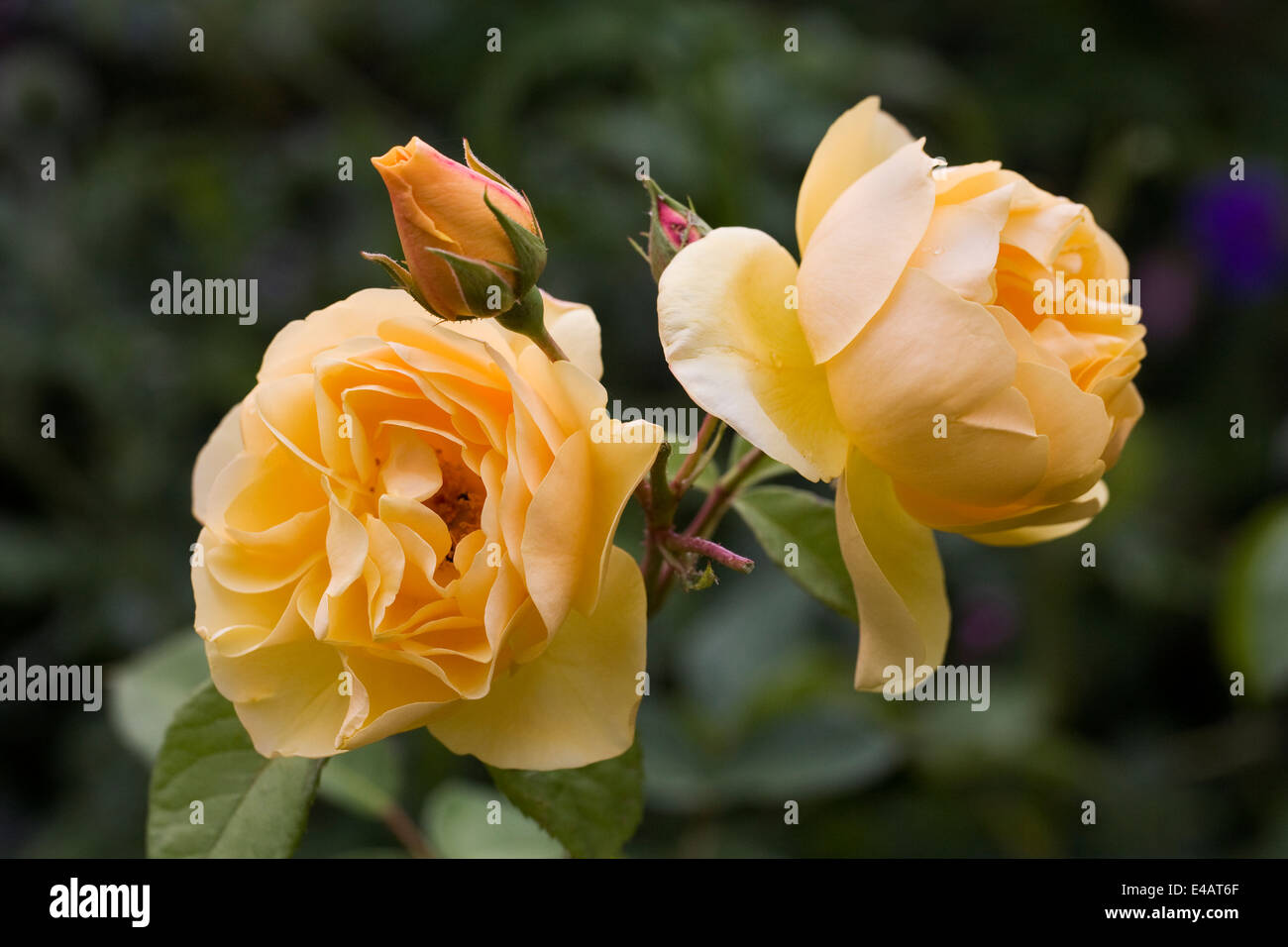 Rosa 'Graham Thomas'. Gelbe rose Porträt. Stockfoto Rosa 'Graham Thomas'. Gelbe rose Porträt. Stockfoto