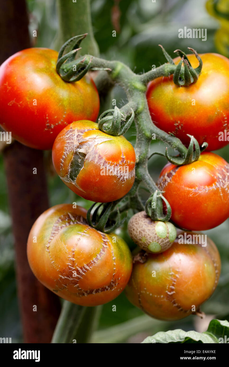 Faule Tomaten durch die Krankheiten beschädigt Stockfoto