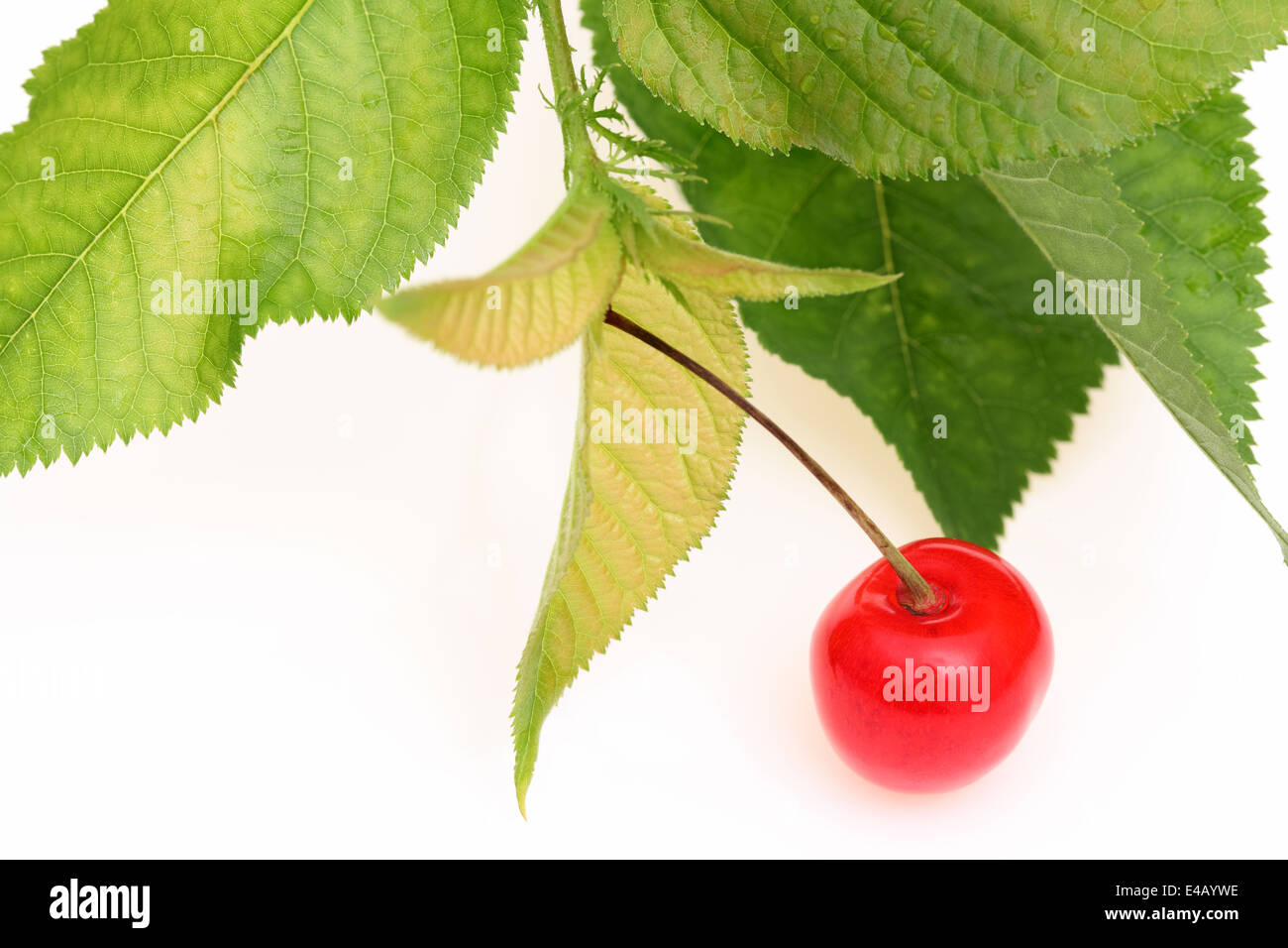 Reife roter Kirsche mit Blätter Stockfoto