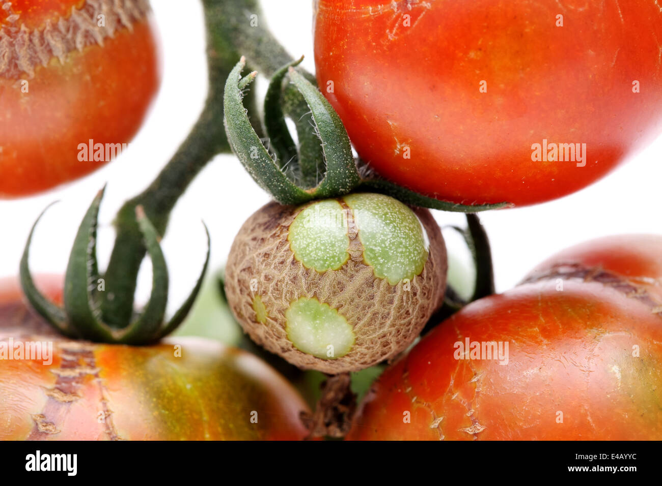 Faule Tomaten durch die Krankheiten beschädigt Stockfoto