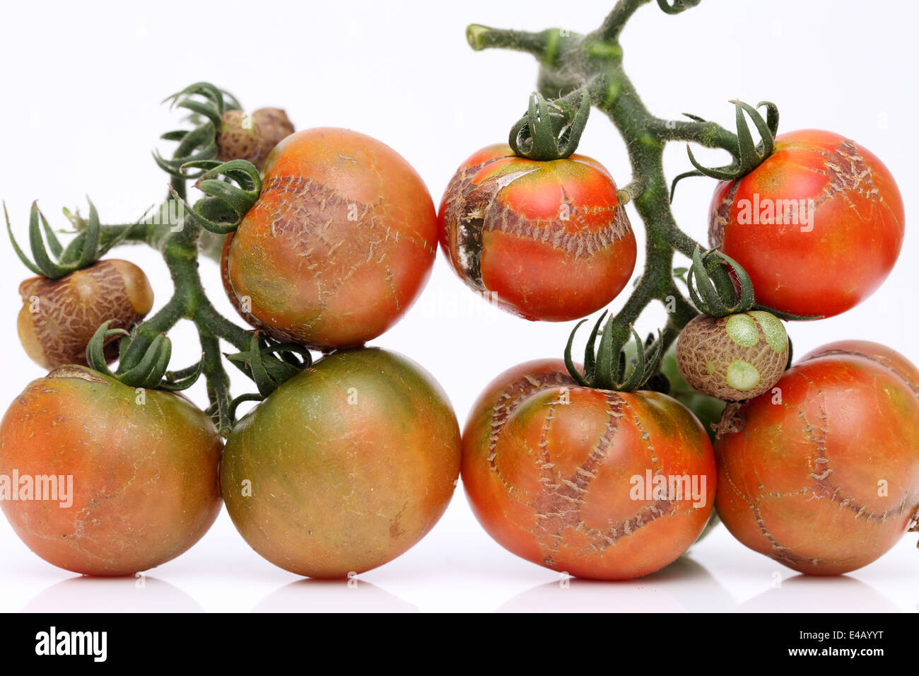 Faule Tomaten durch die Krankheiten beschädigt Stockfoto