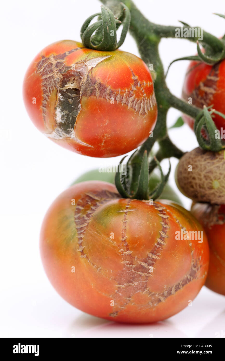 Faule Tomaten durch die Krankheiten beschädigt Stockfoto