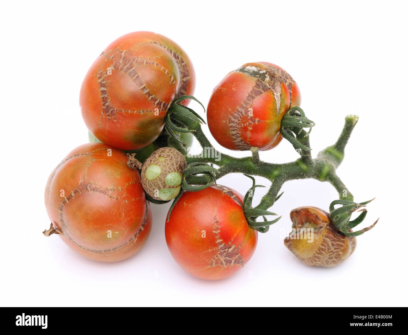 Faule Tomaten durch die Krankheiten beschädigt Stockfoto