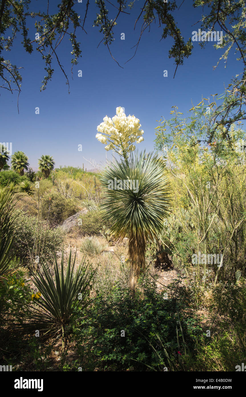 Blühende yucca in der Wüste von Arizona Stockfoto