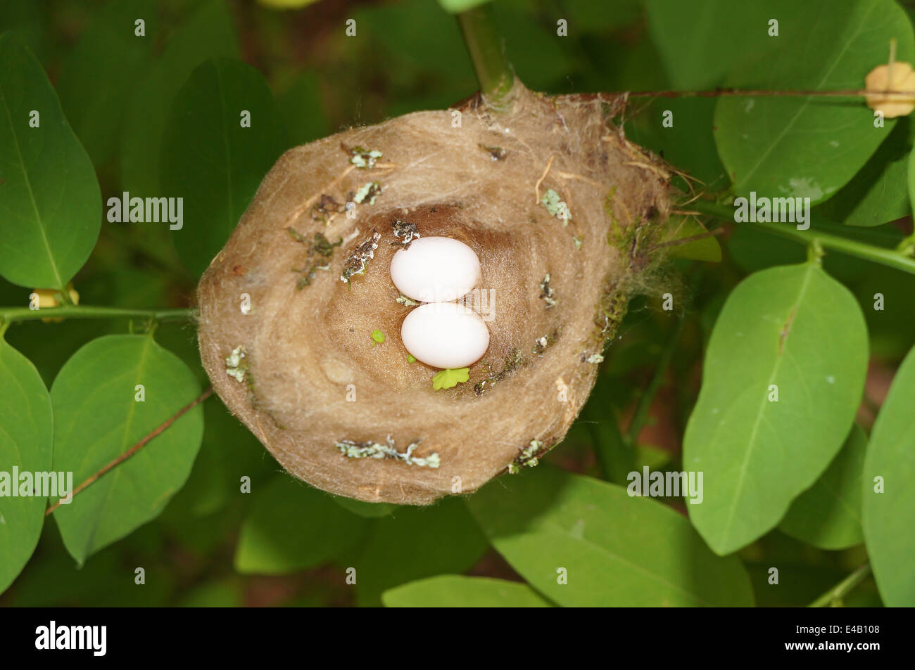 Hummingbird Nest mit zwei Eiern gesehen von oben, Costa Rica, Zentralamerika Stockfoto