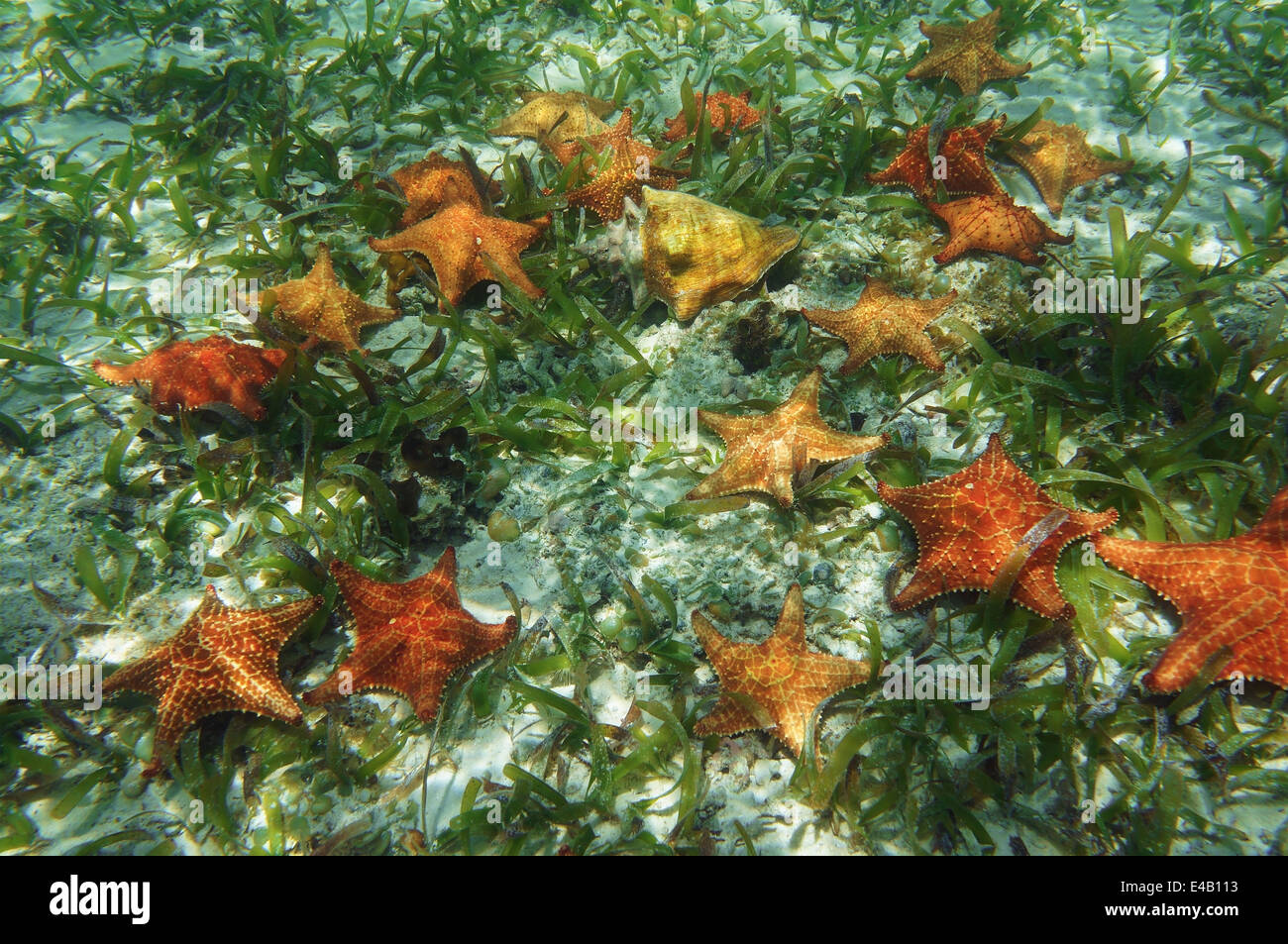 Viele Seesterne unter Wasser mit einer Queen Conch Shell, Karibik Stockfoto