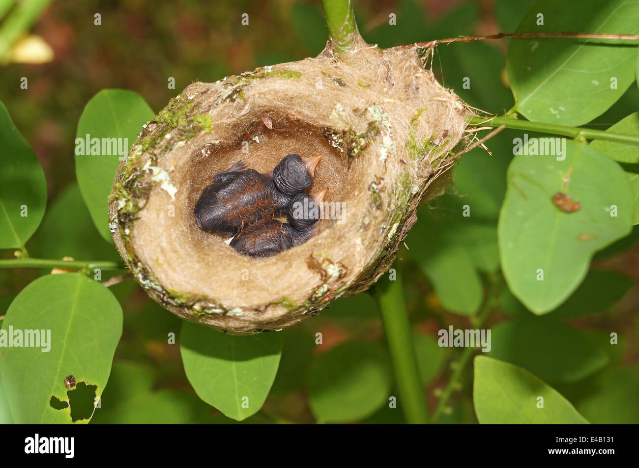 2 Tage alte Baby Rufous-tailed Kolibri in das Nest, Costa Rica, Mittelamerika Stockfoto