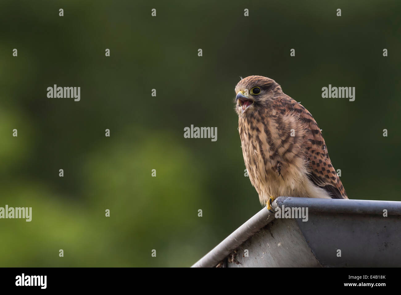 Ein Jugendlicher weiblicher Turmfalke in eine Dachrinne. Stockfoto