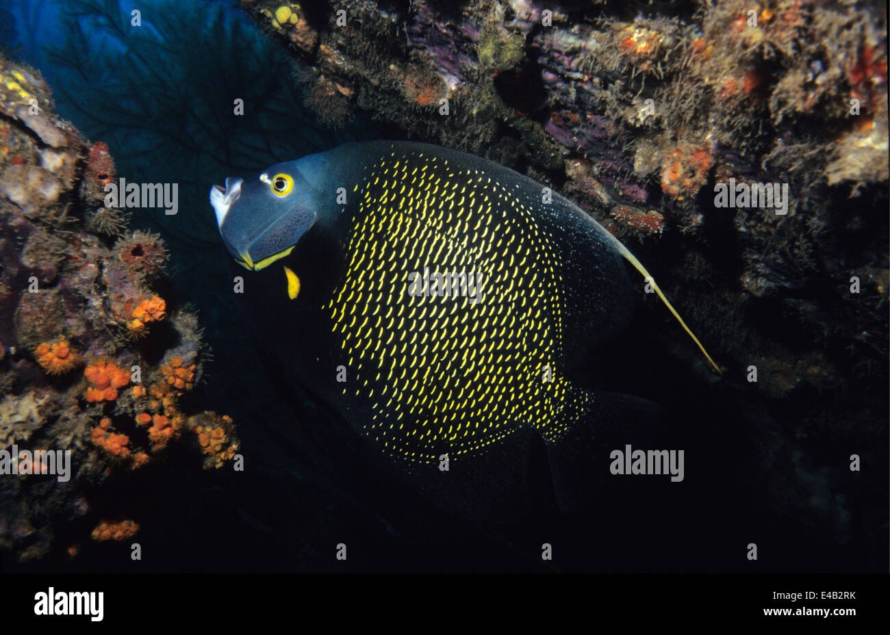 Französischer Angelfish. Los Roques. Venezuela Stockfoto