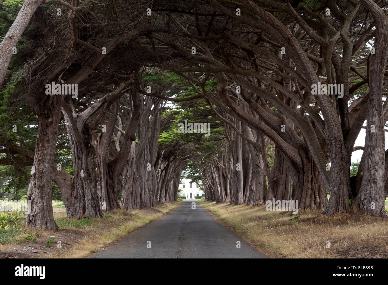 Monterey-Zypresse, Monterey-Zypresse Bäume, Baum, Bäume, Auffahrt, Point Reyes National Seashore, Kalifornien, USA, Nordamerika Stockfoto
