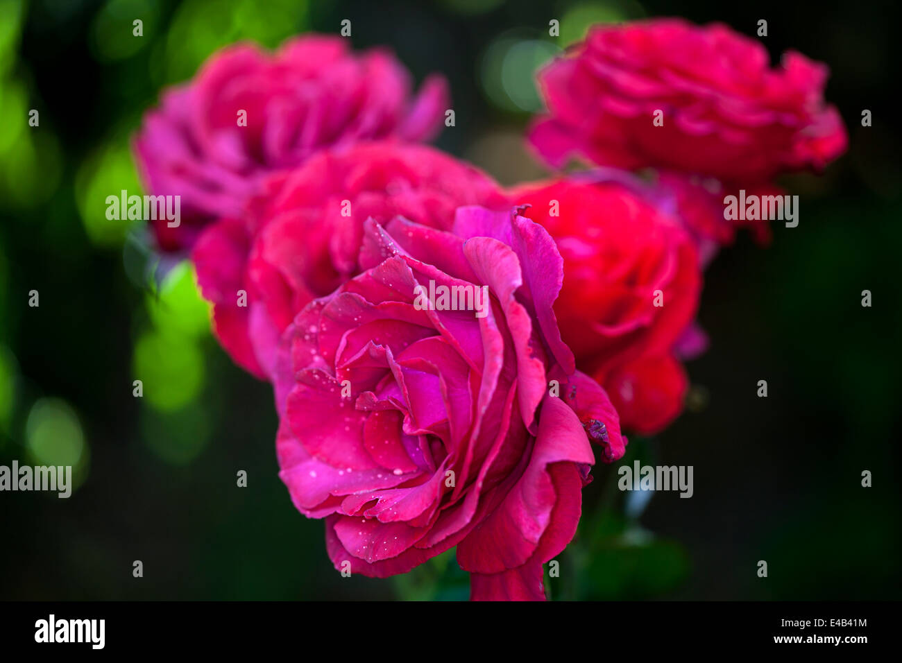 Rote Rosen im Garten, Marin County, Kalifornien, USA Stockfoto