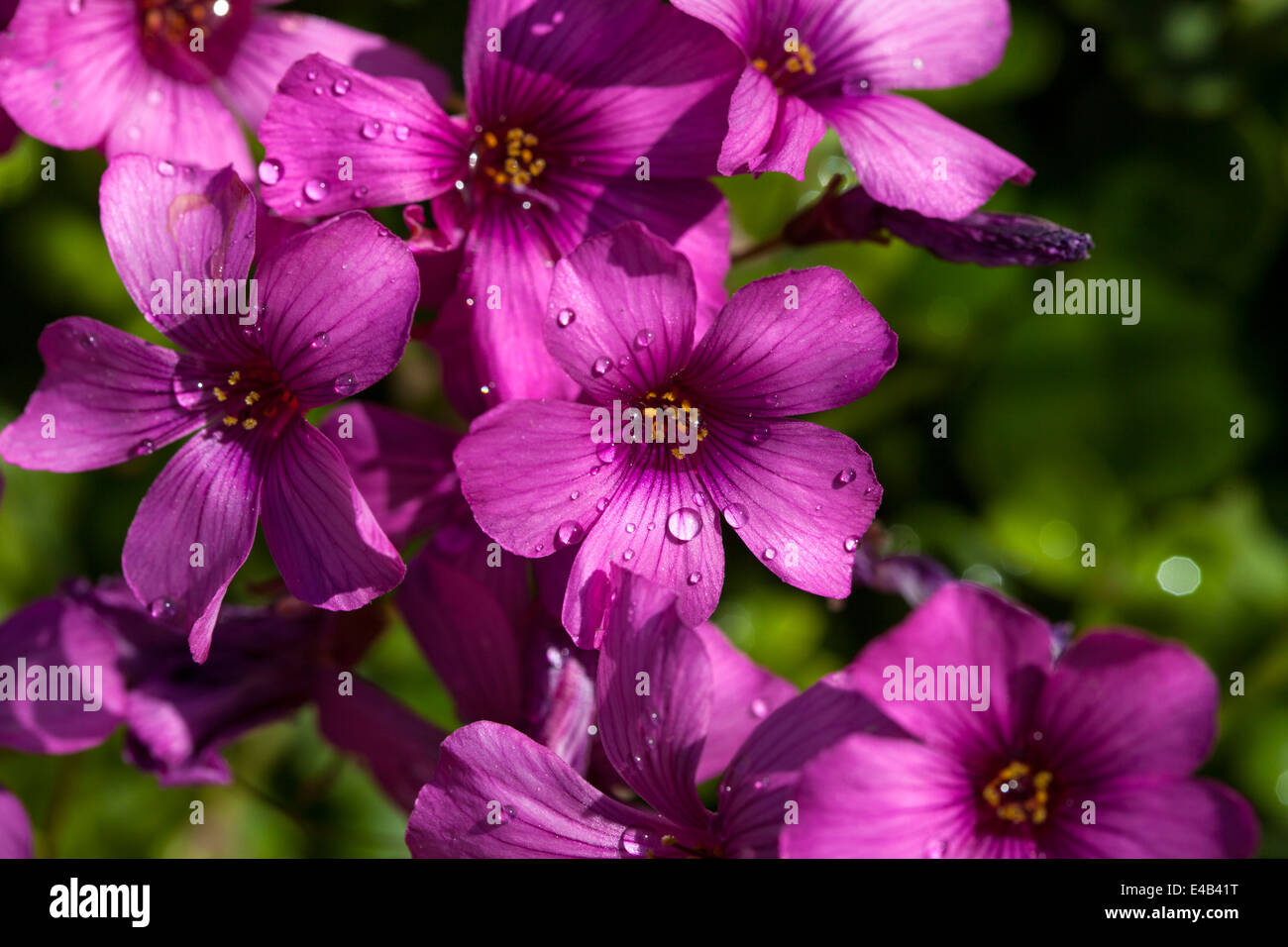 Rosa Oxalis Gartenblumen, Marin County, Kalifornien, USA Stockfoto