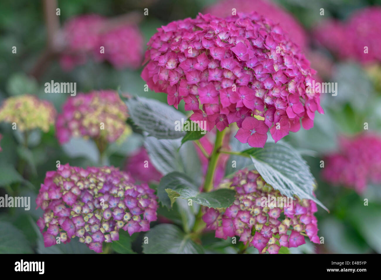 Rosa Hortensie Blumen hautnah Stockfoto