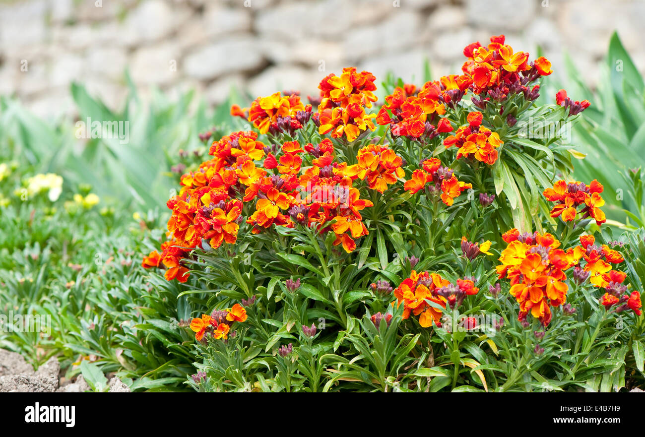 Blumen Bett entlassen Stockfoto