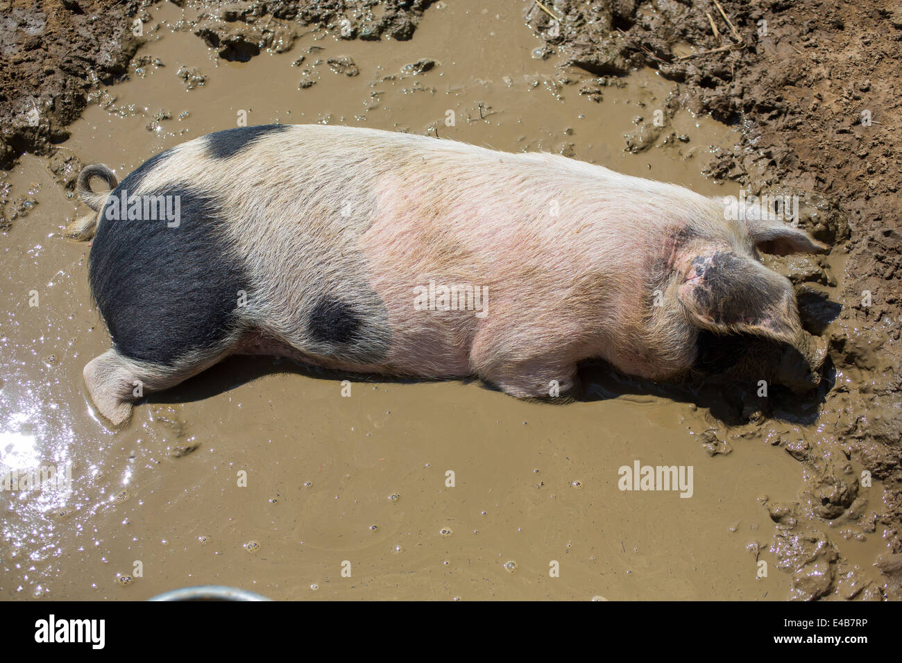 Junges Schwein spielt und rollt im Schlamm und Schmutzwasser an einem sonnigen Tag im Freien auf der Isle Of Wight-Knoblauch-Farm. Stockfoto