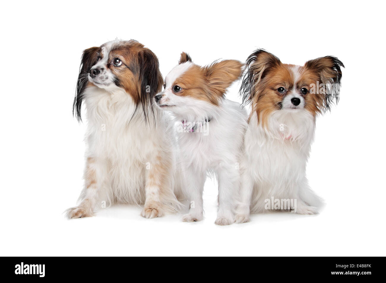 drei Papillon Hunde Stockfoto