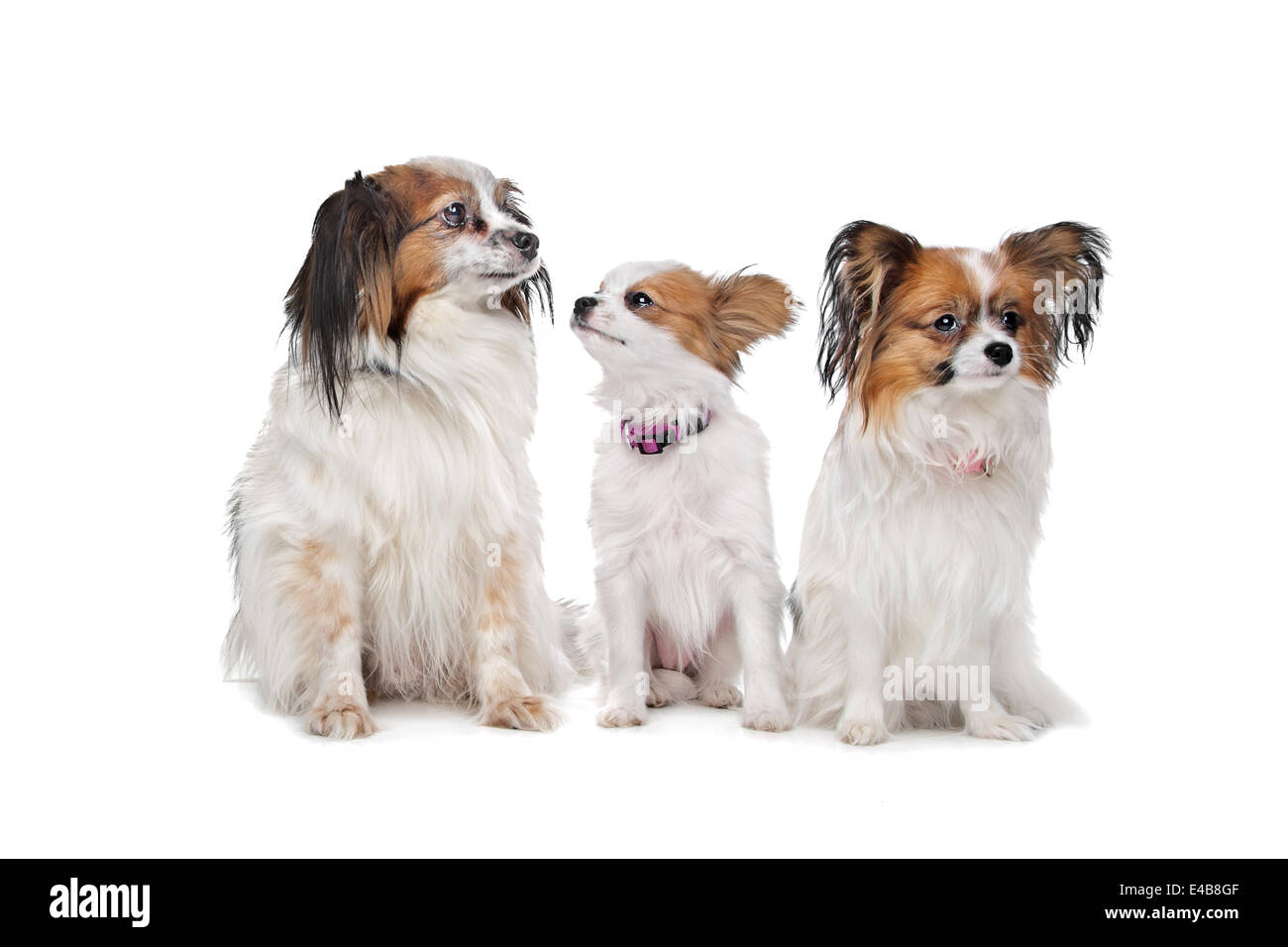 drei Papillon Hunde Stockfoto