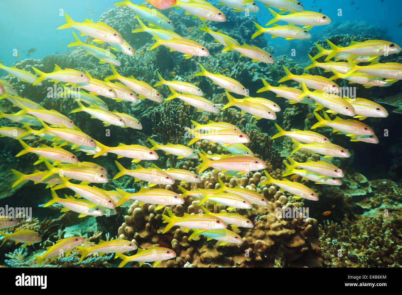 Schule der Gelbflossen goatfish Stockfoto